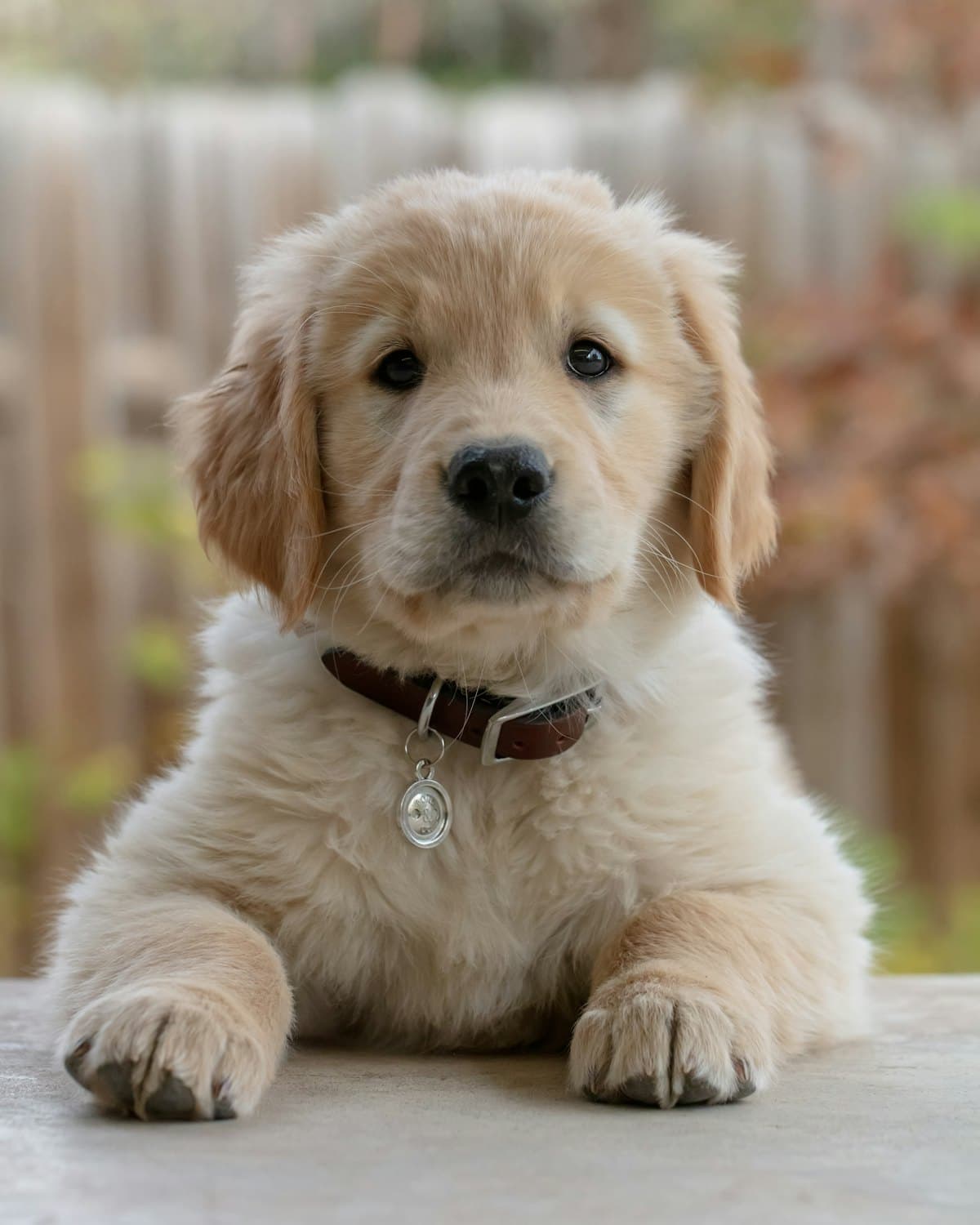 A golden retriever puppy waiting on a patio